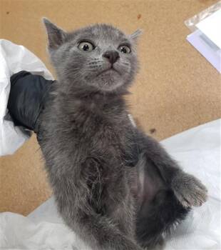 FIRE BALL -  Domestic Medium Hair and Domestic Short Hair Cat for Adoption in Omaha, Nebraska - FIRE BALL | PetCurious