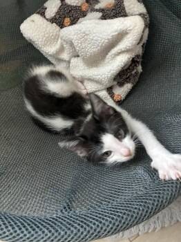 Willa. Aka Skunk -  Domestic Short Hair Cat for Adoption in Orlando, Florida - Willa. Aka Skunk | PetCurious