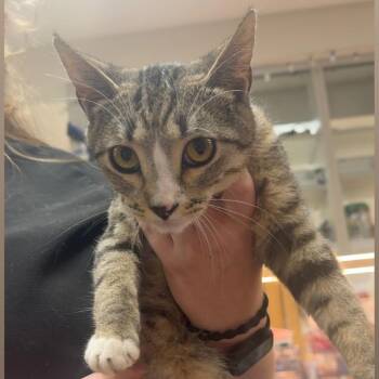Tefiti -  Domestic Short Hair Cat for Adoption - Tefiti | PetCurious
