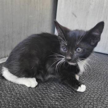 PRINCESS -  Domestic Short Hair Cat for Adoption in San Antonio, Texas - PRINCESS | PetCurious