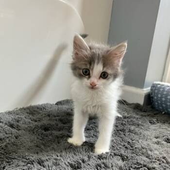 Rescue Domestic Medium Hair Cats for Adoption in Lyndhurst, Virginia - Dirt | PetCurious