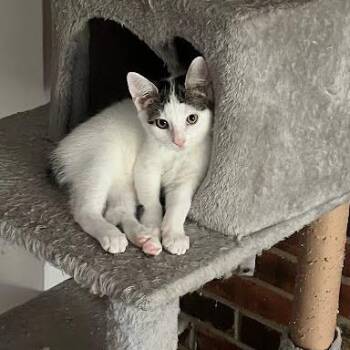 Romeo -  Domestic Short Hair Cat for Adoption in South Elgin, Illinois - Romeo | PetCurious