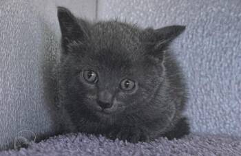 Cling -  Domestic Short Hair Cat for Adoption in Fort Madison, Iowa - Cling | PetCurious