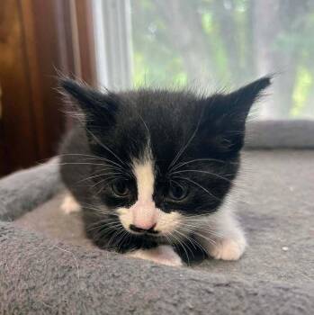 Briar -  Domestic Short Hair Cat for Adoption in Dorr, Michigan - Briar | PetCurious