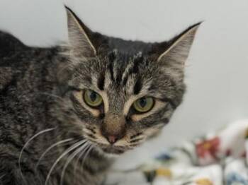 Domestic Medium Hair Cats Available for Adoption - Crissy | PetCurious