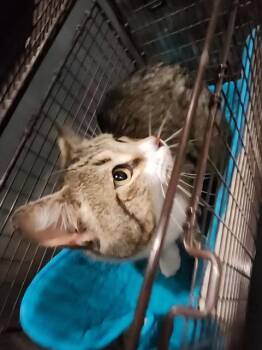 Domestic Short Hair Cats Available for Adoption - SOX | PetCurious