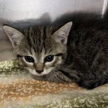 Nessa -  Domestic Short Hair Cat for Adoption in Grand Rapids, Michigan - Nessa | PetCurious