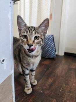 Calypso -  Domestic Short Hair Cat for Adoption in Rowlett, Texas - Calypso | PetCurious