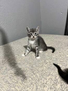 Silver -  Domestic Short Hair Cat for Adoption in Bossier City, Louisiana - Silver | PetCurious
