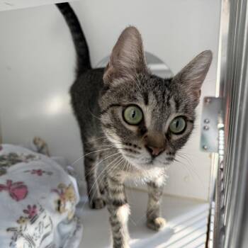 Judy -  Domestic Short Hair Cat for Adoption in Oakland, California - Judy | PetCurious