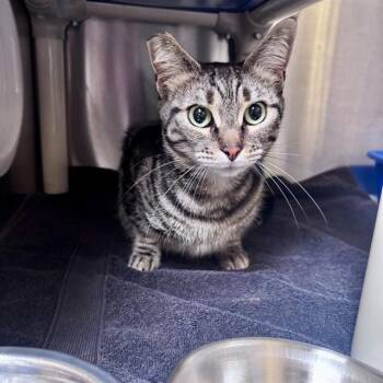 Domestic Short Hair Cats Available for Adoption in Alameda, California - HALIFAX | PetCurious