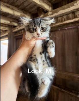 Lock -  Domestic Long Hair Cat for Adoption in Shrewsbury, Massachusetts - Lock | PetCurious