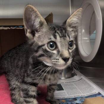 Ultra Marine -  Domestic Short Hair Cat for Adoption in Hattiesburg, Mississippi - Ultra Marine | PetCurious