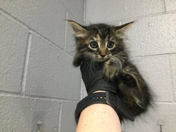 Domestic Medium Hair Cats Available for Adoption in Thousand Palms, California - MILADY | PetCurious