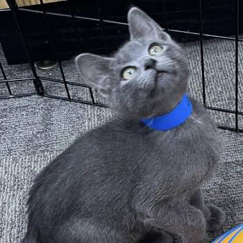 Domestic Short Hair Cats Available for Adoption in Buffalo, New York - Sneezy | PetCurious