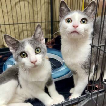 Rescue Domestic Short Hair Cats for Adoption in Mount Laurel Township, New Jersey - Cinnamon (and Honey) | PetCurious