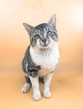 Domestic Short Hair Cats Available for Adoption in Dahlonega, Georgia - Bernard  | PetCurious