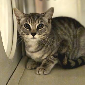 Carly -  Domestic Short Hair Cat for Adoption in Oakland, California - Carly | PetCurious