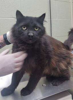 TODD -  Domestic Long Hair Cat for Adoption in St. Peters, Missouri - TODD | PetCurious