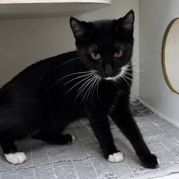 Calypso -  American Shorthair Cat for Adoption in Pine Bluff, Arkansas - Calypso | PetCurious