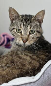 Tilly -  Domestic Short Hair Cat for Adoption in Huntington, Indiana - Tilly | PetCurious