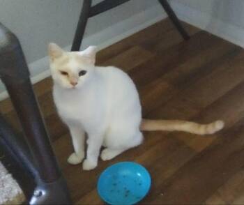 Janet -  Domestic Short Hair Cat for Adoption in PORT WENTWRTH, Georgia - Janet | PetCurious