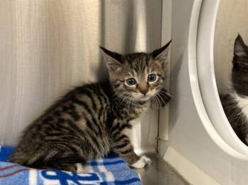 MEISTER -  Domestic Short Hair Cat for Adoption in Tustin, California - MEISTER | PetCurious