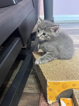 Blueberry -  Domestic Medium Hair Cat for Adoption in Libertyville, Illinois - Blueberry | PetCurious