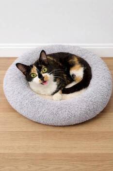 Domestic Short Hair Cats Available for Adoption in Evansville, Indiana - Tiramisu | PetCurious