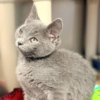 Willow -  Domestic Short Hair Cat for Adoption in Stafford Township, New Jersey - Willow | PetCurious