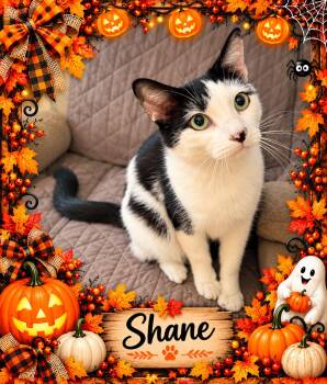 Shane-5 yr old-Owner died -  Turkish Van and Tuxedo Cat for Adoption in Taylor Mill, Kentucky - Shane-5 Yr Old-Owner Died | PetCurious