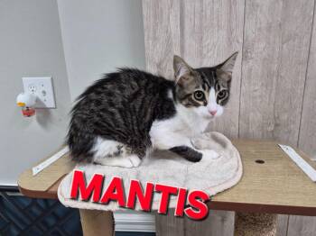 Domestic Short Hair Cats Available for Adoption in Rome, Georgia - Mantis | PetCurious