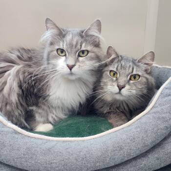 Eudora & Gloria -  Domestic Long Hair Cat for Adoption in Marshfield, Wisconsin - Eudora & Gloria | PetCurious