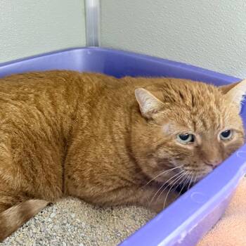 Goldfish -  Domestic Short Hair Cat for Adoption in Branford, Connecticut - Goldfish | PetCurious