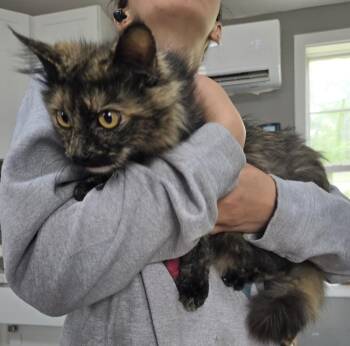 Peppa -  Domestic Short Hair and Domestic Medium Hair Cat for Adoption in Dickson, Tennessee - Peppa | PetCurious