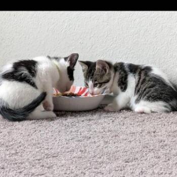 Tucker & Sky -  Domestic Short Hair Cat for Adoption in Liverpool, Texas - Tucker & Sky | PetCurious