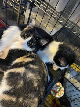 Pamela and Panda -  Domestic Short Hair and Calico Cat for Adoption in Walnut Creek, California - Pamela And Panda | PetCurious