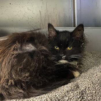 Domestic Medium Hair Cats Available for Adoption in Walker, Michigan - Chandra | PetCurious
