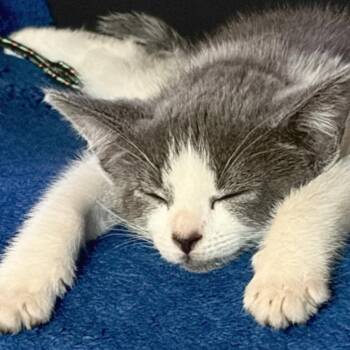 Willow 2 -  Domestic Short Hair Cat for Adoption in Cumming, Georgia - Willow 2 | PetCurious