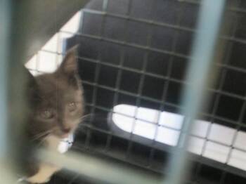 SCORPION -  Domestic Short Hair Cat for Adoption in Ocala, Florida - SCORPION | PetCurious