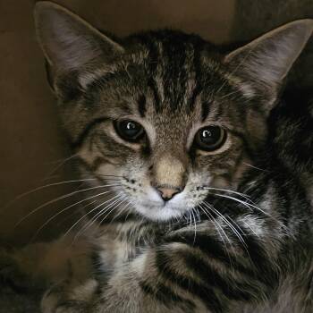Smurf -  Tabby Cat for Adoption in Richmond, Virginia - Smurf | PetCurious