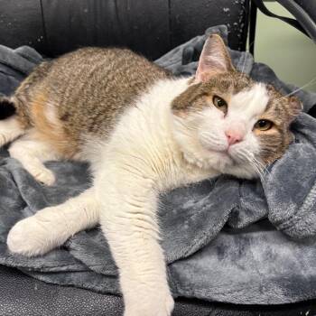 Mr. Ryder -  Domestic Short Hair Cat for Adoption in Spokane, Washington - Mr. Ryder | PetCurious