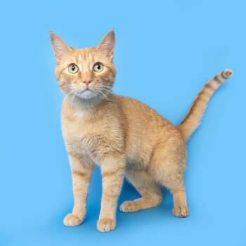 Domestic Short Hair Cats Available for Adoption in Franklin, Tennessee - Fish | PetCurious