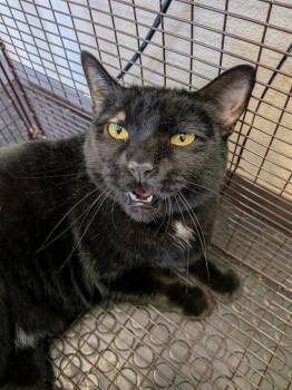 Domestic Short Hair Cats Available for Adoption in Ontario, California - BEATLE | PetCurious