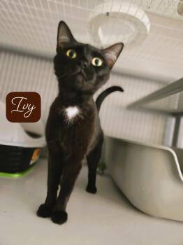 Ivy -  Domestic Short Hair Cat for Adoption in Milford, Connecticut - Ivy | PetCurious