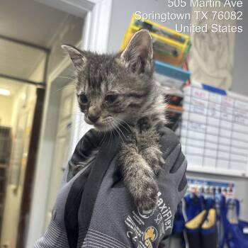 Domestic Medium Hair Cats Available for Adoption in Springtown, Texas - Mario (tabby Grey) | PetCurious