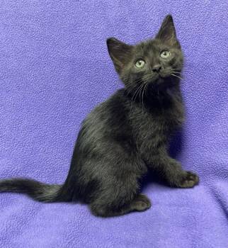 Butter Pecan -  Domestic Short Hair Cat for Adoption in Jackson, Michigan - Butter Pecan | PetCurious