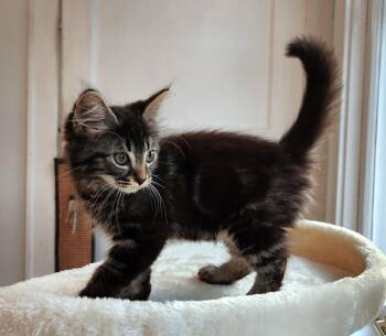Chester -  Domestic Long Hair Cat for Adoption in New Albany, Ohio - Chester | PetCurious
