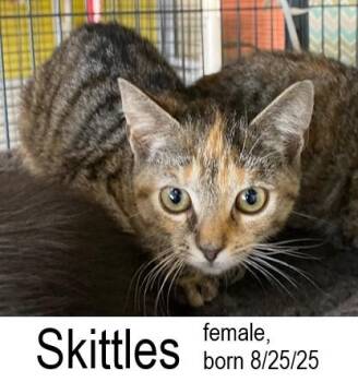 Rescue Domestic Short Hair Cats for Adoption in Ocean Isle Beach, North Carolina - Skittles | PetCurious