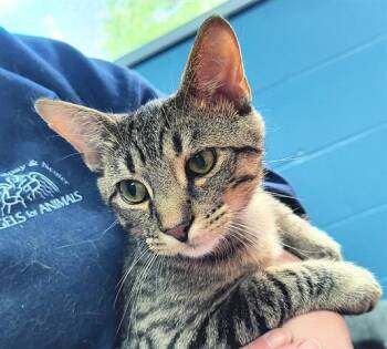Rescue Domestic Short Hair Cats for Adoption in Canfield, Ohio - SHAWN | PetCurious
